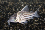 Corydoras Schwartzi